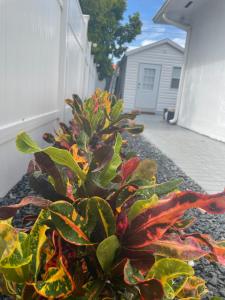 Hallandale Beach Club