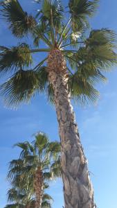 The Green Corner - Lo Romero Golf Resort