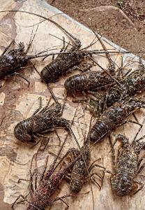 Ushongo Beach Cottages