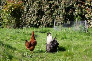 Campings La Dorepontaise ROULOTTE : photos des chambres