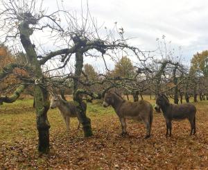 Campings La Dorepontaise ROULOTTE : photos des chambres