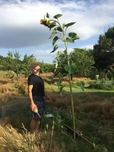 Campings La Dorepontaise ROULOTTE : photos des chambres