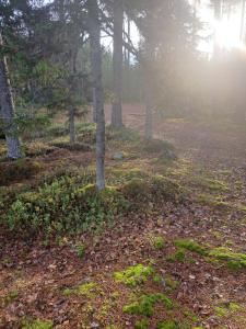 Blue Moment at the Arctic Circle- Forest, beach, activities