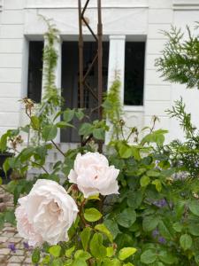 B&B Österlens RosenTrädgård