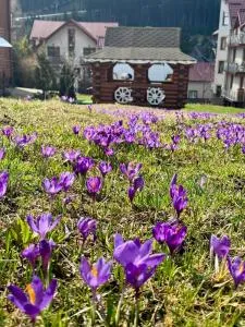 Sadyba u Halyny Sunrise - 布克维