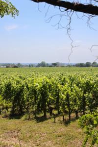 Hotels Chateau Hotel Grand Barrail : Chambre Exécutive Vignoble