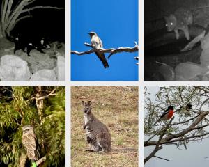Richmond Wildlife Haven