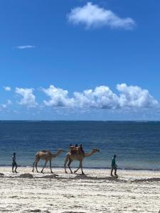 Executive La Casa Di Nico 2 Bedroom Hse 2