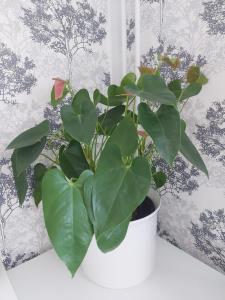 feel like your own home