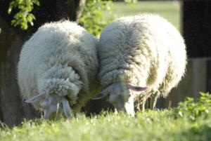 Ferienwohnung am Schmiedhof