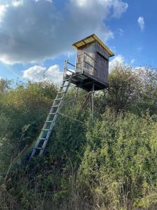 loiseau sur la chaise