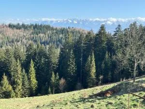 Apartament Zielone Wzgórze - 新塔尔格