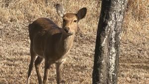 Hotel Nepal Inn Sauraha