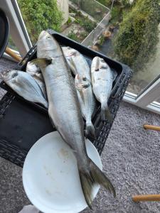 Apartmani Komatina Đenovići 2