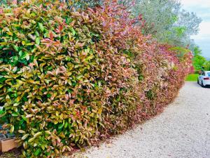 Villa SARA il giardino di Dafne