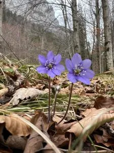 Eisenerz Alpine Apartement RoSy - 艾森埃尔茨