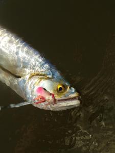 Pousada Itaicy Pantanal