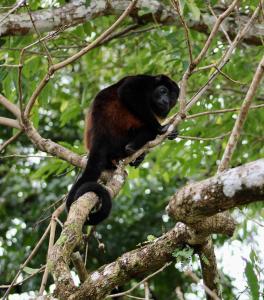 Casa Heliconia - Gorgeous Garden Home in Delicias