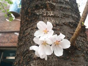 STAY1977 good for family trip