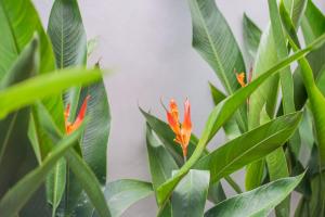 NEW! Villa Sony 1 - 3BR Villa next to Legian Beach