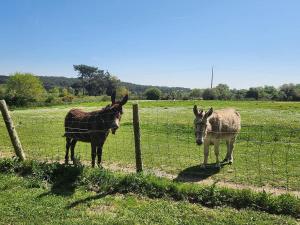 Appartements Gites & Tiny houses Les Hauts de Toulvern : photos des chambres