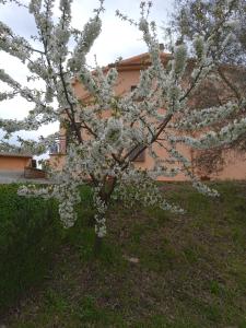 Poggio di Cammilletto