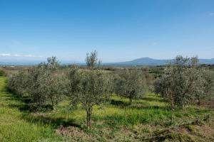 Poggio di Cammilletto