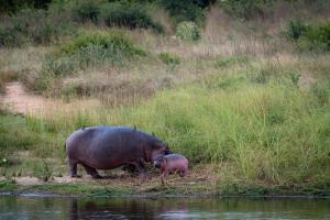 Xidulu Safari Lodge - Makalali