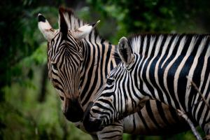 Xidulu Safari Lodge - Makalali