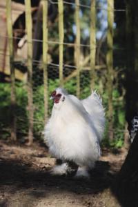 Maisons de vacances La Demeure de la Poterie, Wimille & Wimereux : photos des chambres
