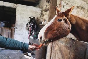 Maisons de vacances La Demeure de la Poterie, Wimille & Wimereux : photos des chambres