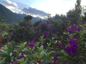 Sau Meo Mountain View