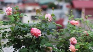 Bloom in Hanoi - The Residences