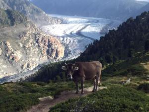 Apartment Amici 1- OG West by Interhome