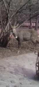 Nerina 662 - Mmukubyane