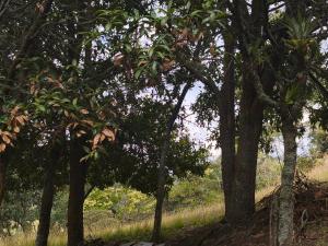 Cabañas Del Árbol n2