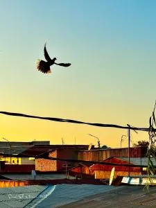 Hotel Botanical - 撒马尔罕