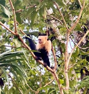 Allalu Camping Corcovado