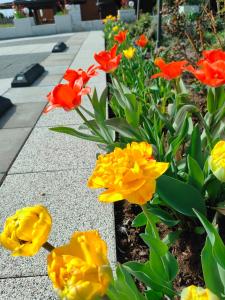 Domki Na Winnicy Zator Przeciszów