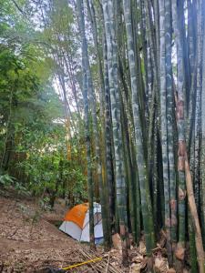 Campamento equipado de bosque