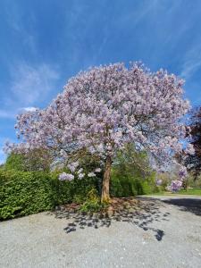 B&B Uit de Kunst Anna Paulowna