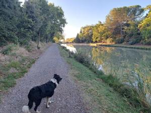 Maisons de vacances Gite le nid du canal : photos des chambres