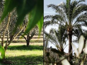 Mallorca Finca Gallo Negro Santanyi Campos gesamte Unterkunft Social Media