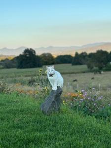 Glamping en Cabaña A-Frame en campo de Espárragos