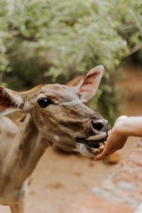 Afri Villa Stays - Luxury Bush Villa Bird