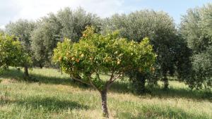 La Villa del Relax img68