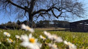 EifelChalet Niederehe