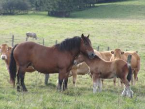 Gîte Les Framboisiers