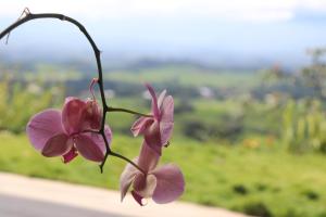 The Toucan - Cozy Mountain Cabin, Stunning Views, Private & Quiet in Costa Rica