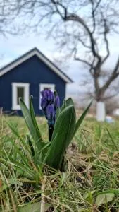 Tiny Nest - Humuleşti